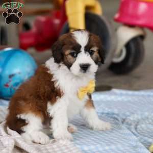 Storm, Saint Berdoodle Puppy