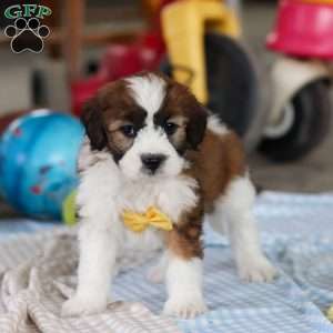 Storm, Saint Berdoodle Puppy