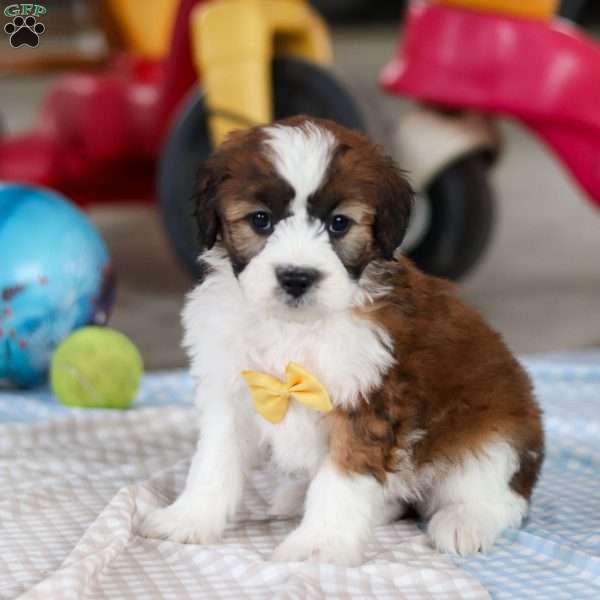 Storm, Saint Berdoodle Puppy