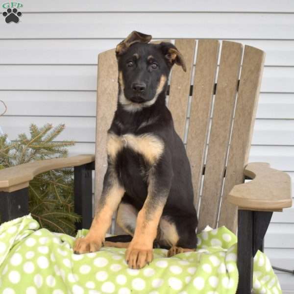 Stormy, German Shepherd Puppy