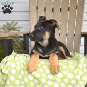 Stormy, German Shepherd Puppy