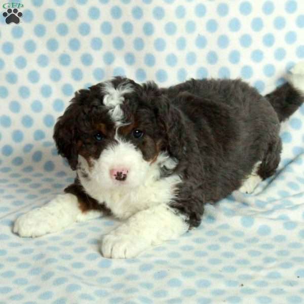 Stuart, Mini Bernedoodle Puppy