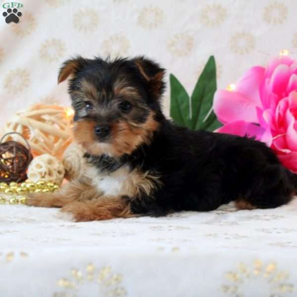 Sugar Kisses, Yorkie Puppy