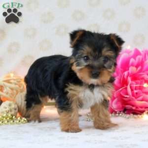 Sugar Kisses, Yorkie Puppy