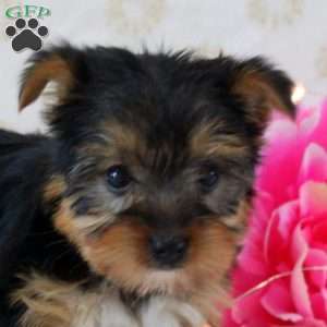 Sugar Kisses, Yorkie Puppy