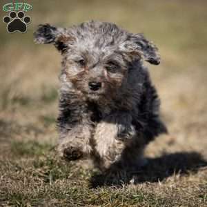 Sven, Cavapoo Puppy