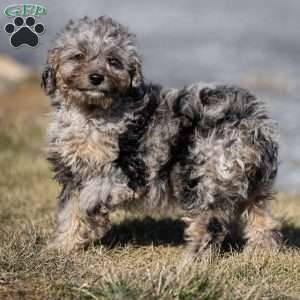 Sven, Cavapoo Puppy