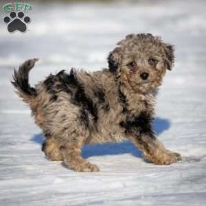 Sven, Cavapoo Puppy