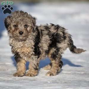 Sven, Cavapoo Puppy