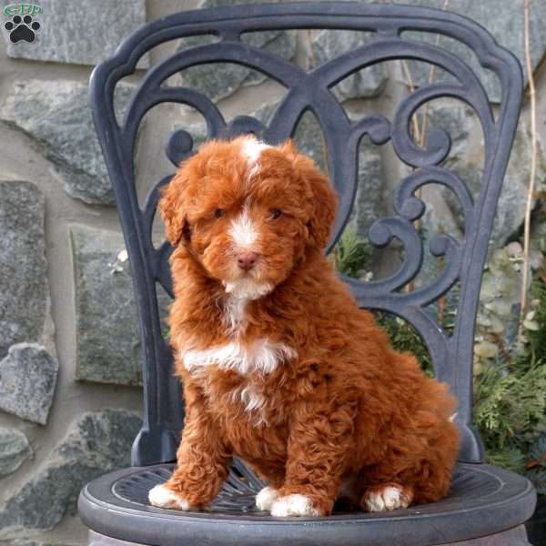 Tabby, Mini Labradoodle Puppy