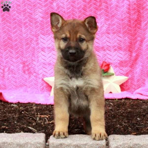 Tabby, German Shepherd Puppy