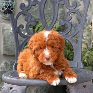 Tabby, Mini Labradoodle Puppy