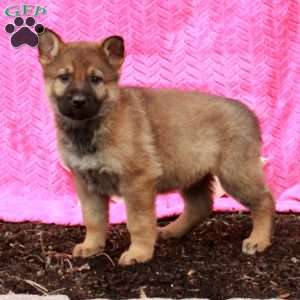 Tabby, German Shepherd Puppy