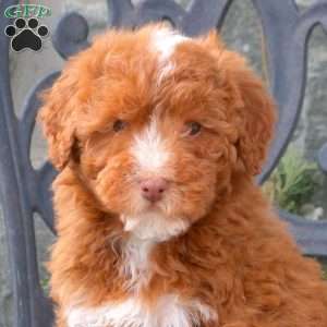 Tabby, Mini Labradoodle Puppy