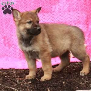 Tabby, German Shepherd Puppy