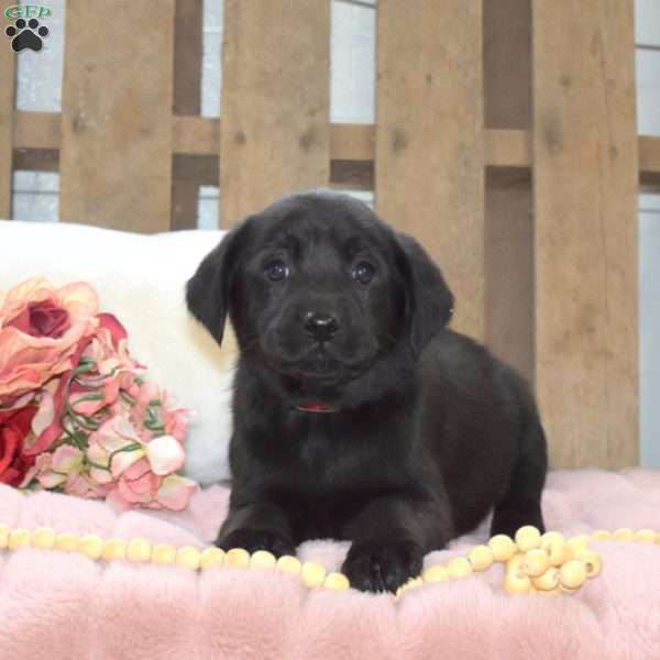 Taffy, Labrador Mix Puppy