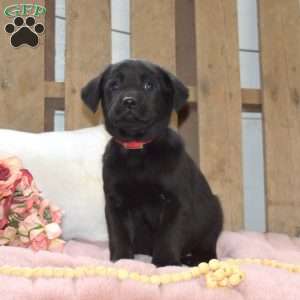 Taffy, Labrador Mix Puppy