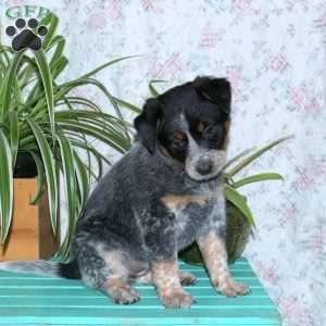 Taffy, Blue Heeler – Australian Cattle Dog Puppy