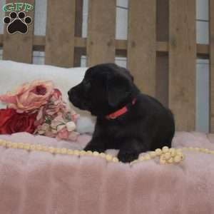 Taffy, Labrador Mix Puppy