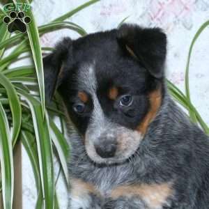 Taffy, Blue Heeler – Australian Cattle Dog Puppy