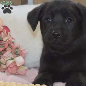 Taffy, Labrador Mix Puppy