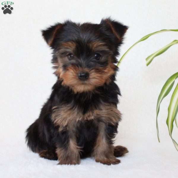 Talia, Morkie / Yorktese Puppy