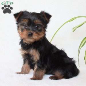 Talia, Morkie / Yorktese Puppy