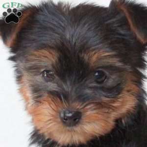 Talia, Morkie / Yorktese Puppy