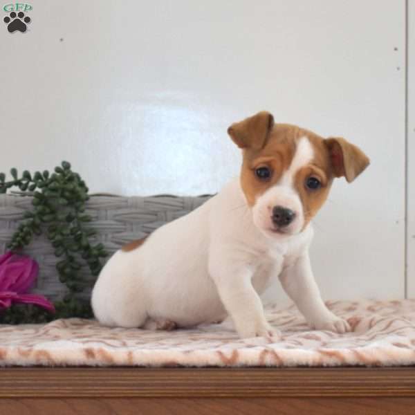 Tank, Jack Russell Terrier Puppy