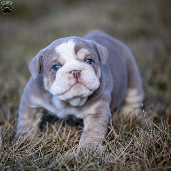 Tank, English Bulldog Puppy