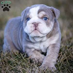 Tank, English Bulldog Puppy