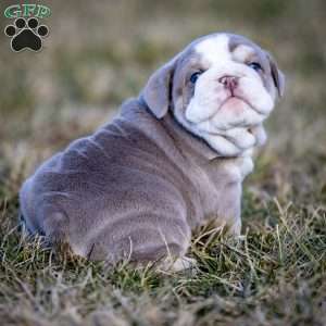 Tank, English Bulldog Puppy