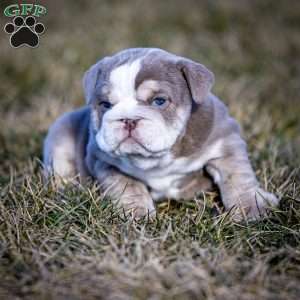 Tank, English Bulldog Puppy