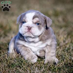 Tank, English Bulldog Puppy