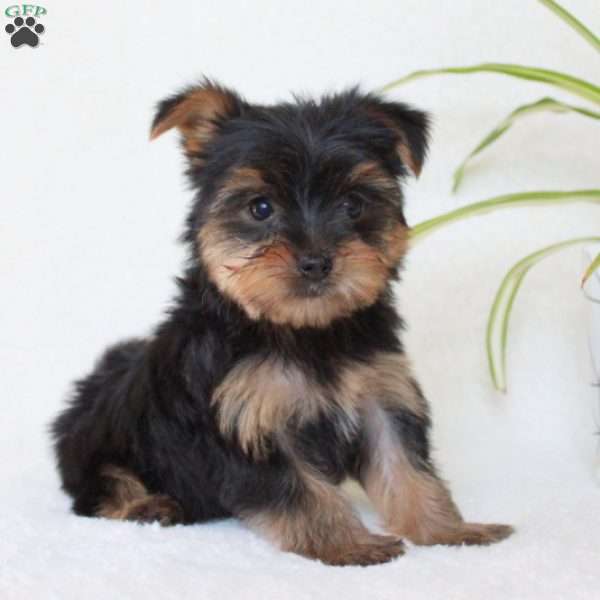 Tansy, Morkie / Yorktese Puppy