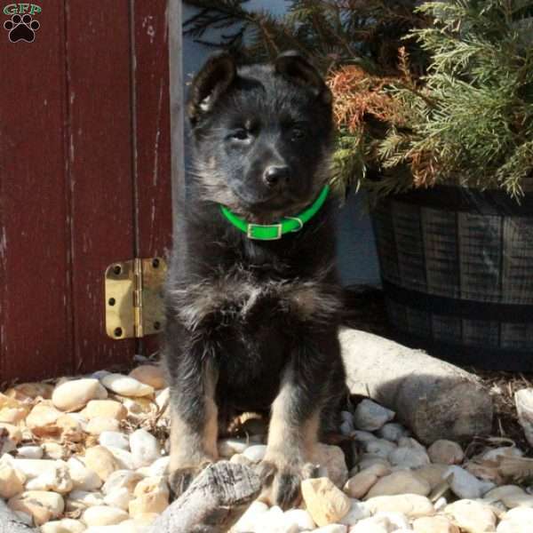 Tara, German Shepherd Puppy