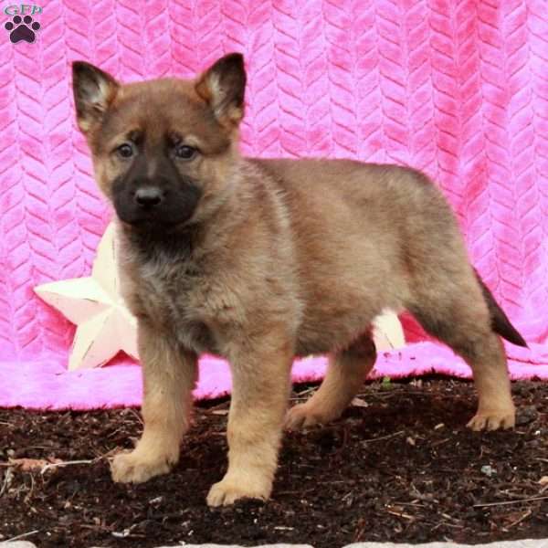 Tara, German Shepherd Puppy