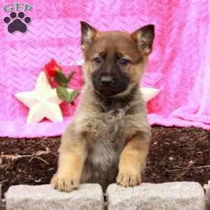 Tara, German Shepherd Puppy