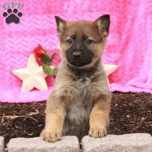 Tara, German Shepherd Puppy