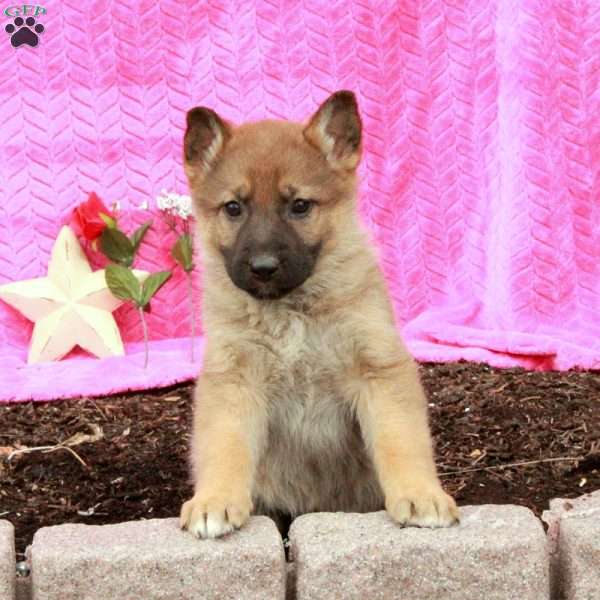 Tasha, German Shepherd Puppy