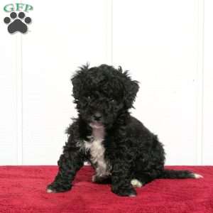 Taz, Mini Bernedoodle Puppy