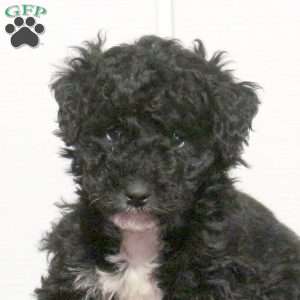 Taz, Mini Bernedoodle Puppy