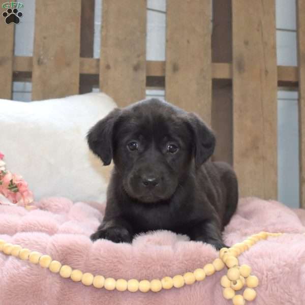 Teapot, Labrador Mix Puppy