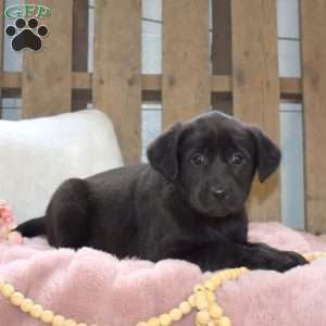 Teapot, Labrador Mix Puppy