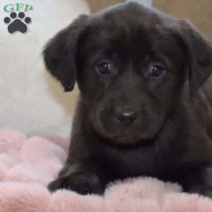 Teapot, Labrador Mix Puppy