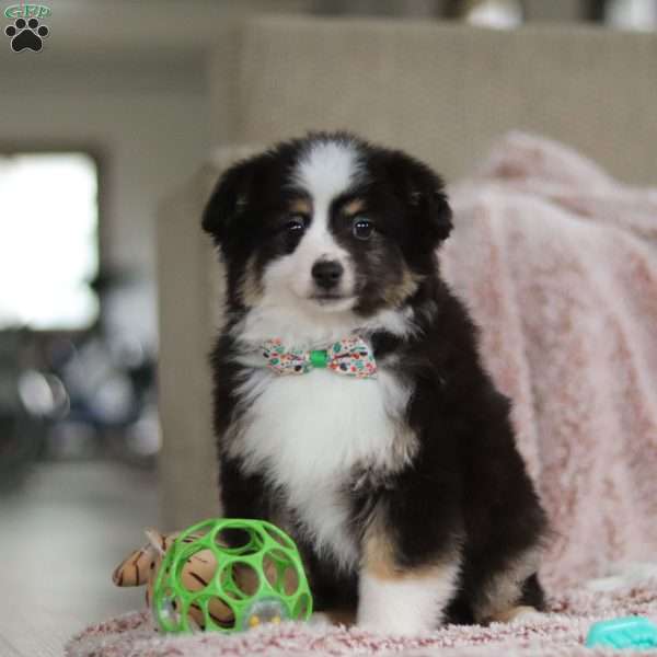 Teddy, Miniature Australian Shepherd Puppy