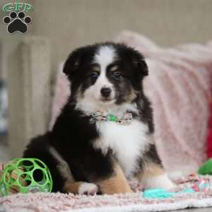 Teddy, Miniature Australian Shepherd Puppy