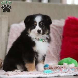 Teddy, Miniature Australian Shepherd Puppy