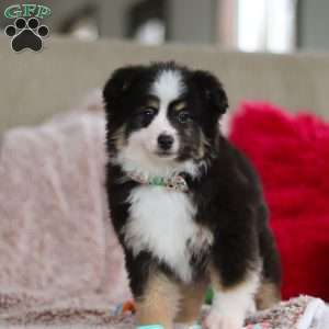 Teddy, Miniature Australian Shepherd Puppy