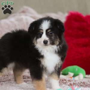 Teddy, Miniature Australian Shepherd Puppy